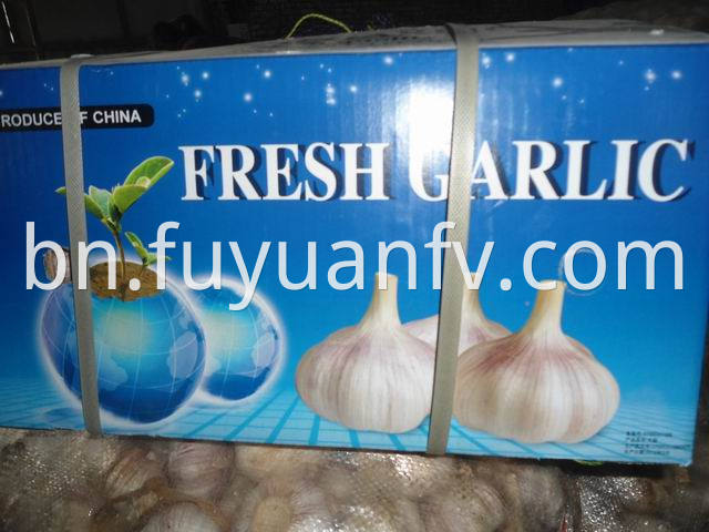 garlic 5